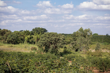 Naklejka premium landscape with trees and blue sky