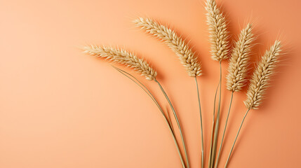 Obraz premium Dried wheat stalks on peach background