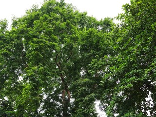 Green Canopy of Lush Tree Branches with Vibrant Leaves Creating a Natural Roof, Sunlight Filtering Through Foliage, Perfect for Nature Backgrounds