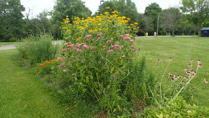 Native Plant Butterfly Garden with Swamp Milkweed and False Sunflower