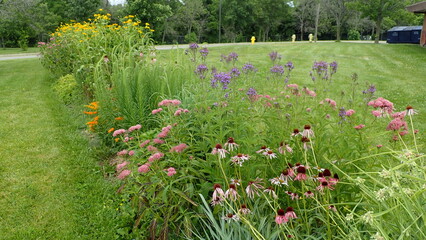Beautiful Native Plant Butterfly Garden full of blooming wild flowers