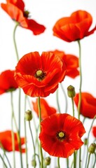 Fototapeta premium Close-up of vibrant red poppies against a pure white background, poppy flower, floral background, spring flowers