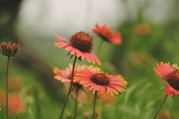 Blanketflower wildflowers closeup as dreamy nature background during spring season in Texas landscape.