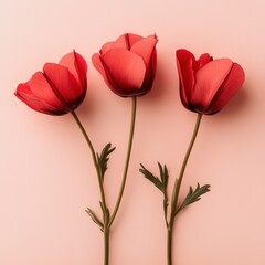 Three elegant red anemone flowers arranged on a light pink surface