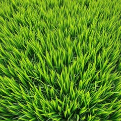 Obraz premium Lush vibrant green grass texture, perfect for spring backgrounds, lawn, foliage, garden