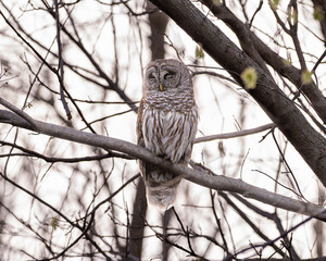 Juvenile Barred Owl Perched In A Tree