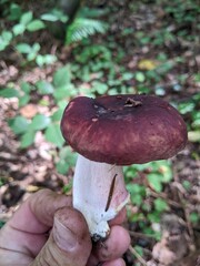 Russula integra mushroom with fused stem