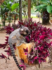 cat in the garden