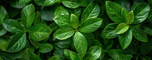 Close up top aerial view green freshness foliage backgrounds leaves twig brunch of tree.