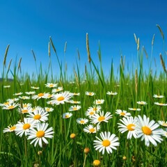 Wild daisies scattered amongst tall green grass under a vibrant blue sky, summer, white, wildflowers