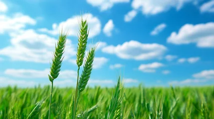 happy baisakhi "Golden Wheat Fields Under a Bright Blue Sky Celebrating Vaisakhi Day – A Symbol of Harvest, Prosperity, and Sikh New Year Festival"
