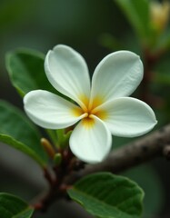 Obraz premium A white flower with a yellow center on a branch