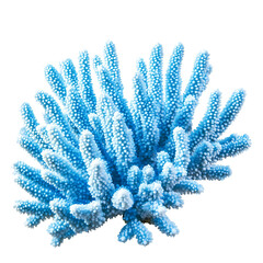 Isolated Blue Coral PNG on a Transparent Background