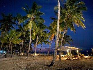 Obraz premium palm trees on the beach