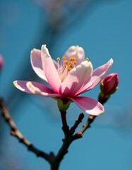 A pink and white flower on a tree branch against a blue sky