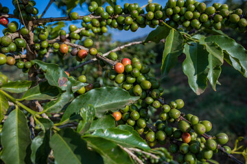 cherry tree with berries