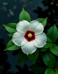A white flower with a red center and green leaves