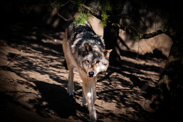 wolf in the zoo