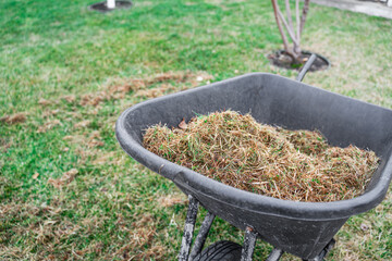 Garden wheelbarrow with dry grass after spring lawn cleaning. Lawn care after winter