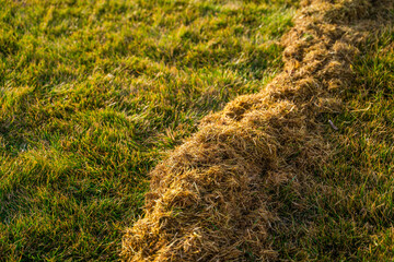 Pile of dry grass after mowing the lawn. Lawn care in the early spring morning