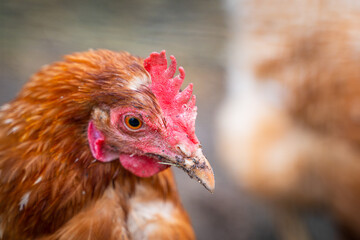 Chicken head with brown feathers, close-up. Blurred background