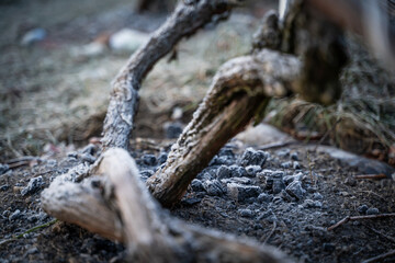 The soil where grapes grow is fertilized with ash in winter. Grape stems in winter