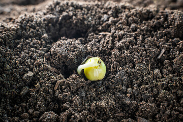 Pea seeds germinating in the ground close-up. Embryonic roots and leaves. Beginning of the...