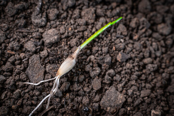 Germinated garlic seeds close-up. First embryonic leaves and roots from the seed
