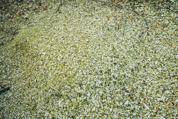 Chips after processing branches after pruning trees. Shallow sawdust after chopping branches