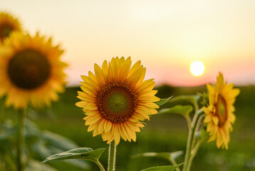 Beautiful sunflowers in the field at sunset