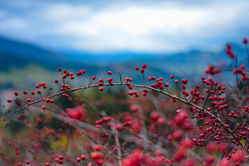 Wild cranberries in the mountains 