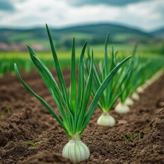 Verdant onion field under a cloudy sky showcasing agricultural abundance with a focus on organic farming and landscape