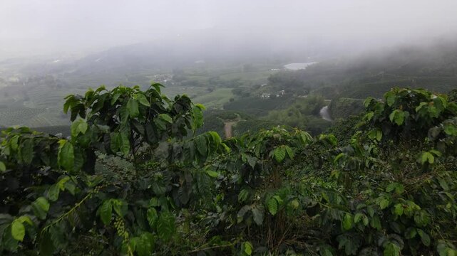Tomas a&eacute;reas de cafetales en colombia