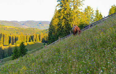 Horse in the mountains	