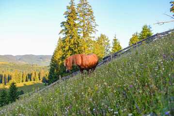 Horse in the mountains	