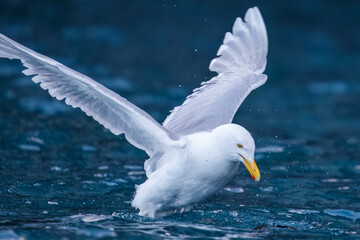 Eismöwe in Spitzbergen
