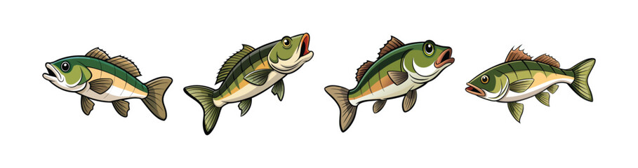 Set of Realistic Bass Fish Illustration with Detailed Outlines