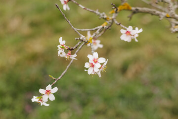 Almond tree blossoming in petrin gardens, prague, in march copy space
