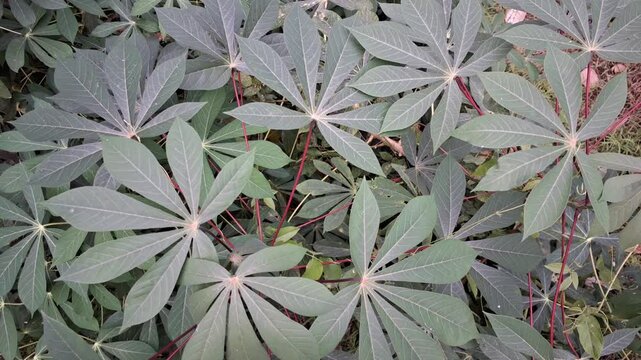 Fresh Cassava Tree Leaves Moving in the Wind at Sunrise &ndash; Beautiful Rural Landscape &ndash; High-Resolution 4K Footage for Farming, Nature, and Eco Videos
