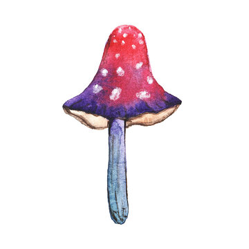 recommend clip art: Beautiful bright watercolor mushroom fly agaric drawn isolated. Large mushroom with red cap and white spots for cartoon posters. Poisonous fairy mushroom.