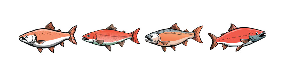 Set of  Colorful Pacific Salmon Fish Realistic Illustration with Detail