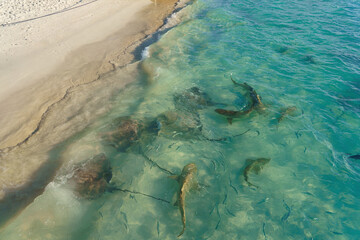 Feeding sea rays and sharks on the beach in Maldives.