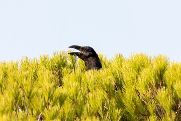 Un cuervo asomando la cabeza en la copa del pino
