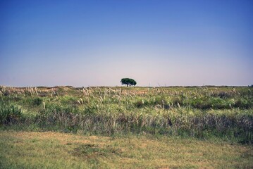 Árbol solitario en el campo