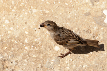 Buscando comida un Gorrión común hembra (Passer domesticus) 