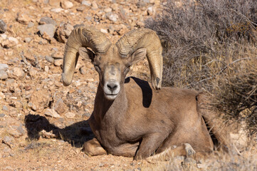 Desert Bighorn Sheep Ram in Winter in the Valley of Fire State Park Nevada