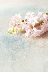 Pink hyacinth on a delicate colored background. Greeting card, spring concept.