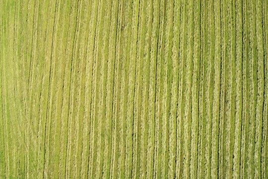 Top view mown meadow