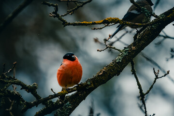 Birds in the forest in the Czech Republic