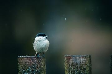 Birds in the forest in the Czech Republic